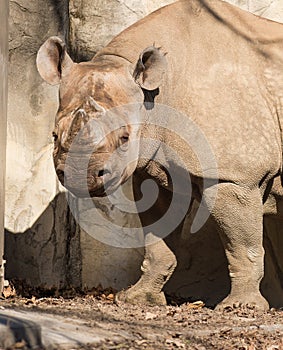 Rhino at Brookfield Zoo