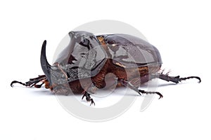 Rhino Bug