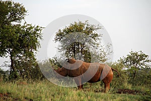 Rhino bull marks his territory.