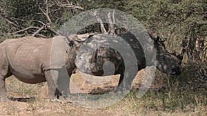 Rhino bulls in Africa - Big Five animals