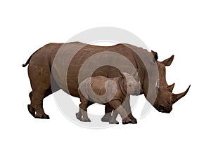 Rhino with calf