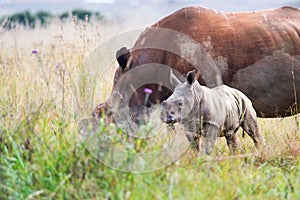 Rhino calf approaches