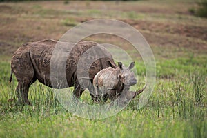 Rhino and Calf South Africa Wildlife