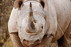 Rhino Charging