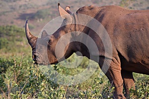 Rhino close