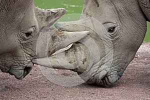 Rhino close-up kissing