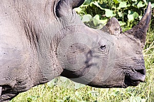 Rhino  closeup of the head of a wild Rhino. Rhinoceros in South Africa