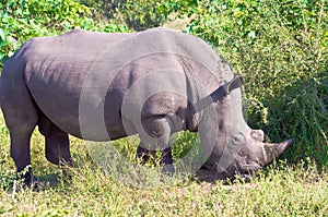 Rhino, closeup of a wild Rhino, Rhinoceros, in South Africa