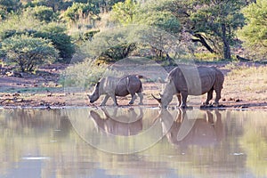 Rhino cow and calf drinking water