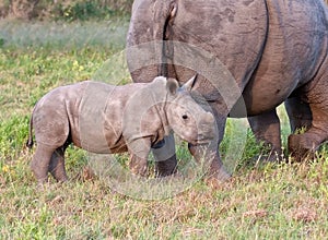 Rhino cow and calf in nature