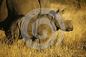 Rhino Cow and Calf