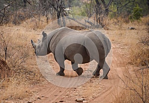 Rhino crossing dirt road in game preserve