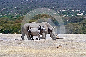 Rhino photo