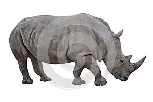 Rhino cut out and isolated on white background. Side profile view image