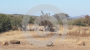 Rhino in the distance at a  Game reserve2