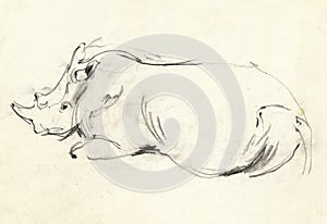 Rhino, drawing 3