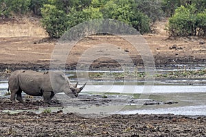 Rhino at drinking pool in kruger park south africa