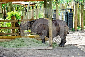 Rhino is eating