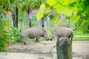 Rhino is eating