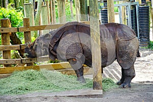 Rhino is eating