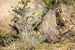 A rhino eating grass in the Hluhluwe - Imfolozi National Park, South africa