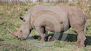 A rhino eating grass in the Hluhluwe - Imfolozi Park, South africa