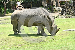 rhino eating grass with Savana background