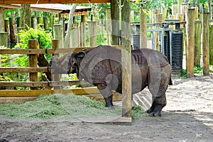 Rhino is eating photo