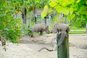 Rhino is eating photo