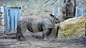 Rhino Eating In The ZOO