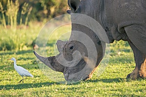 Rhino and Egret