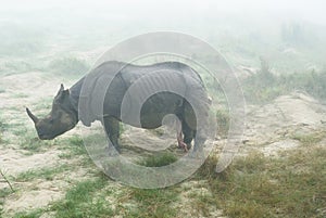 Rhino with erect penis photo