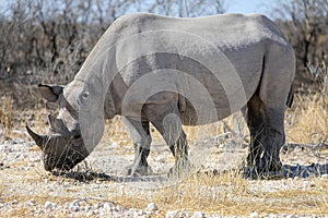 Rhino in ethosa national park