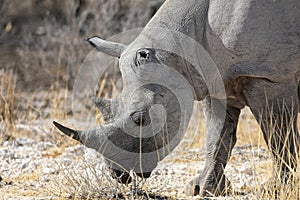 Rhino in ethosa national park