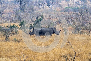 Rhino face opposite kruger park south africa