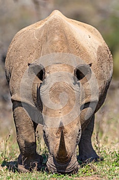 Rhino Face To Face Encounter