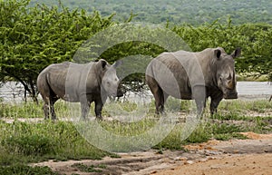 Rhino Family photo