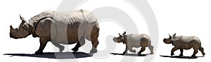 Rhino family isolated