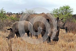 Rhino family in Kruger national park