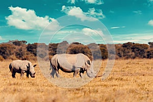 Baby of white rhinoceros Botswana, Africa