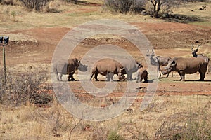 Rhino family at the nature reserve