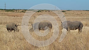 Rhino family poaching horn South Africa