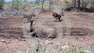 Rhino family runs-away from a dry waterpool in hluhluwe imfolozi