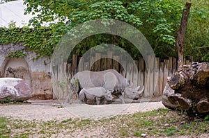 rhino family walking in the zoo