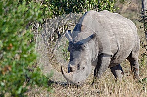 RHINO: A FRIEND IN NEED 15