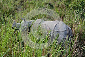 Rhino Gazing, Kaziranga National Park photo