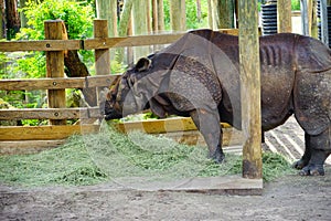 Rhino and grass