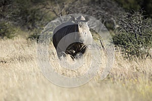 Rhino in grass looking at camera.