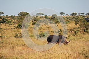 Rhino in the grass photo