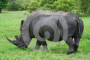 Rhino grazing